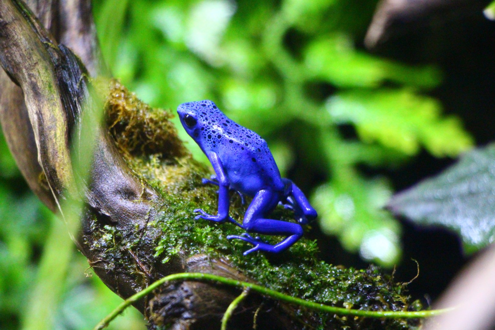 SEA Aquarium - Poison Arrow Frog exhibit