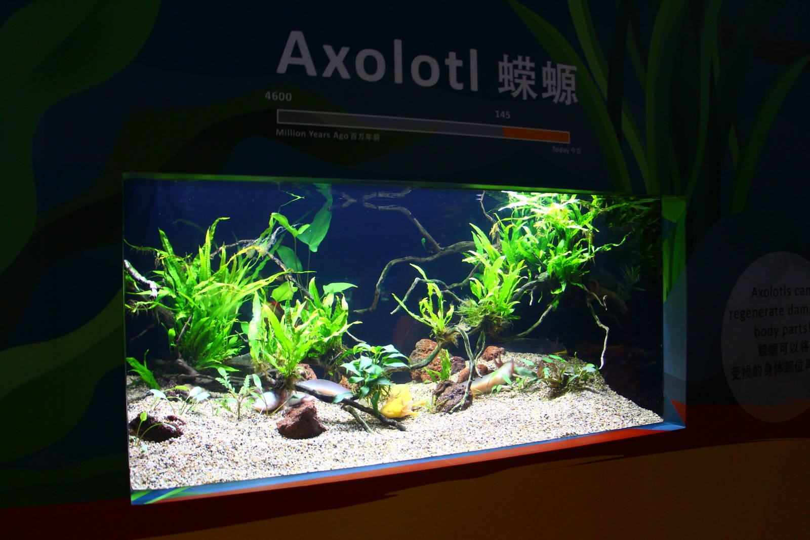 SEA Aquarium - Sea Monsters Past and Present (seasonal display)