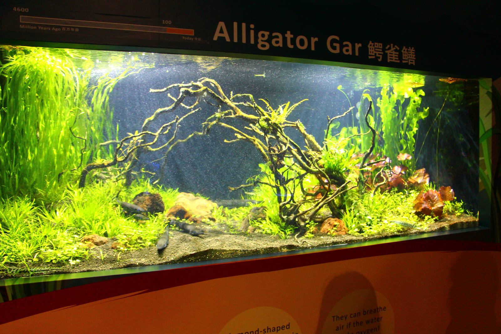 SEA Aquarium - Sea Monsters Past and Present (seasonal display)