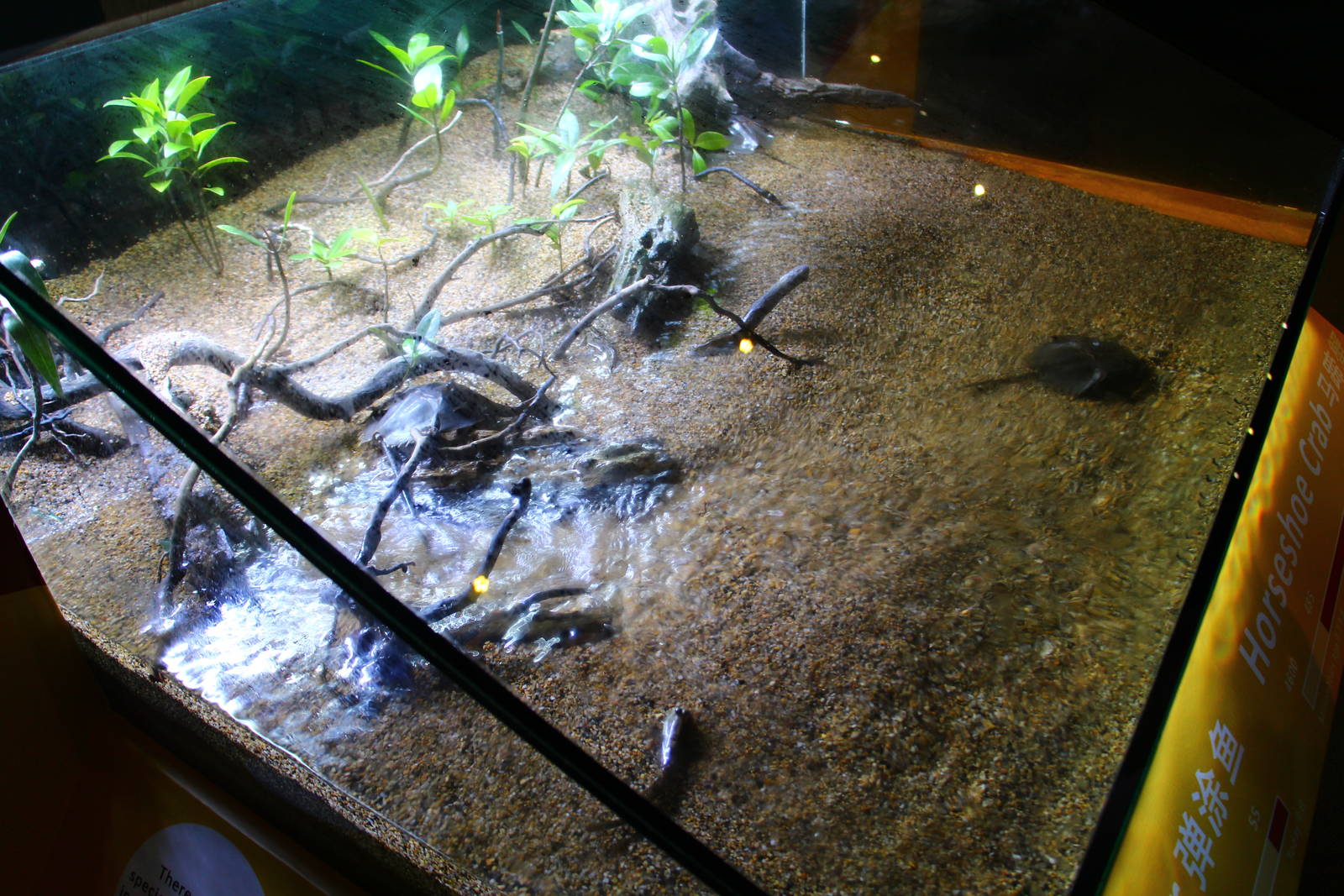 SEA Aquarium - Sea Monsters Past and Present (seasonal display)