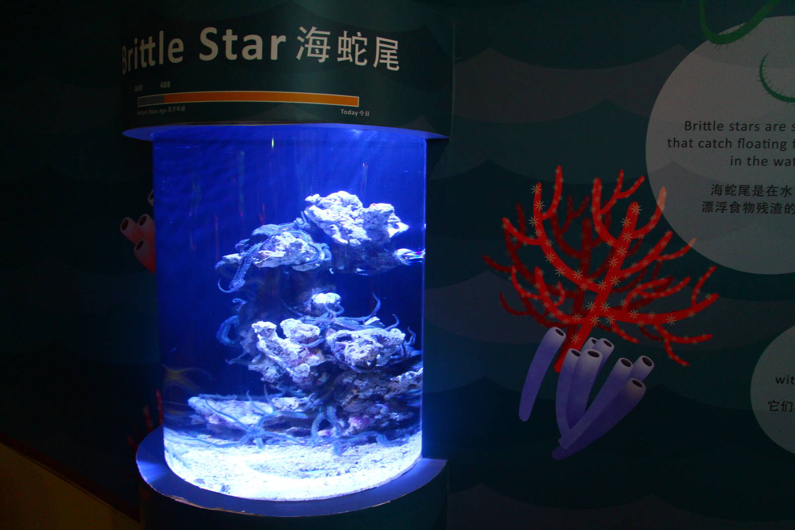 SEA Aquarium - Sea Monsters Past and Present (seasonal display)