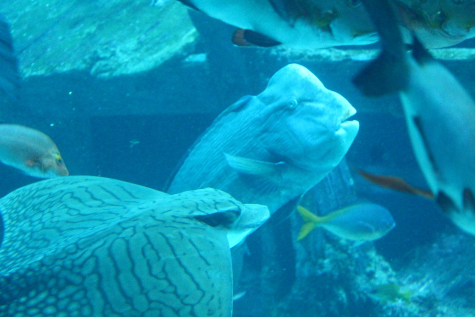 SEA Aquarium - Shipwreck habitat