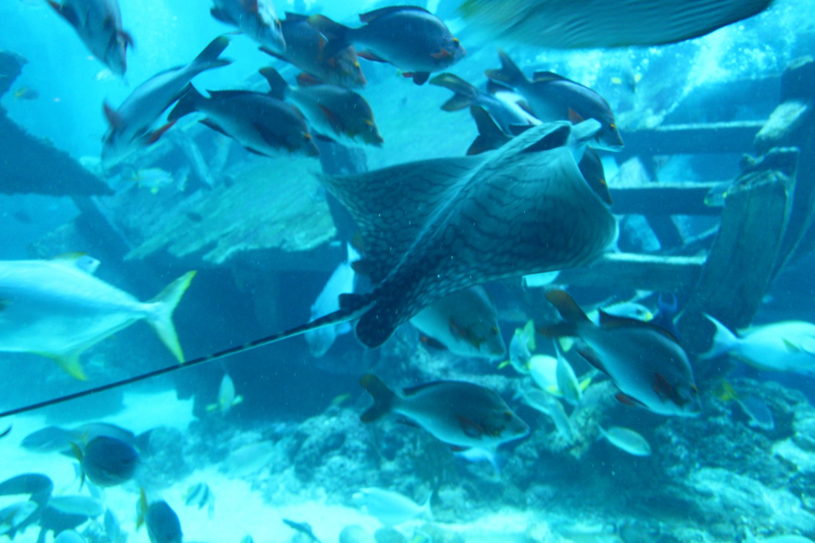 SEA Aquarium - Shipwreck habitat