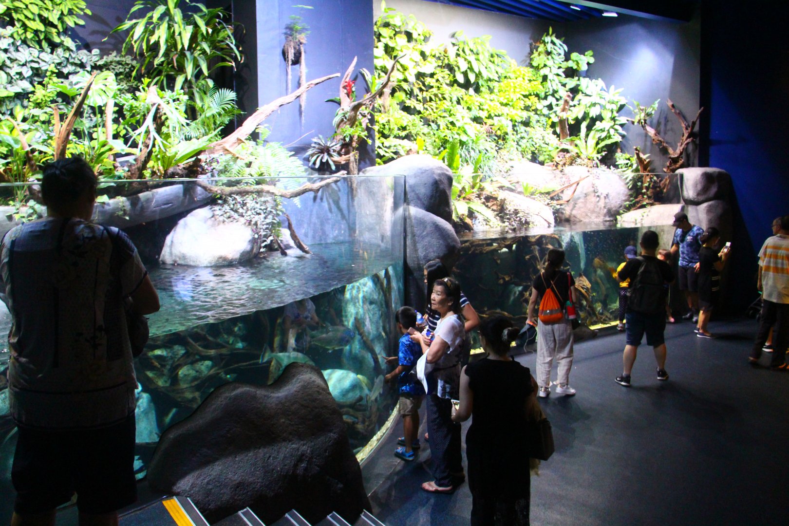 SEA Aquarium - South American freshwater exhibits