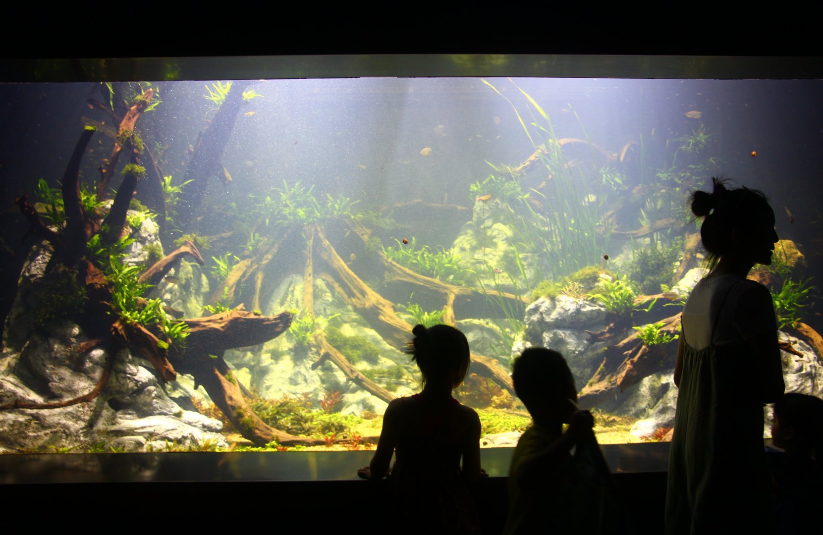 SEA Aquarium - Sunken Forest