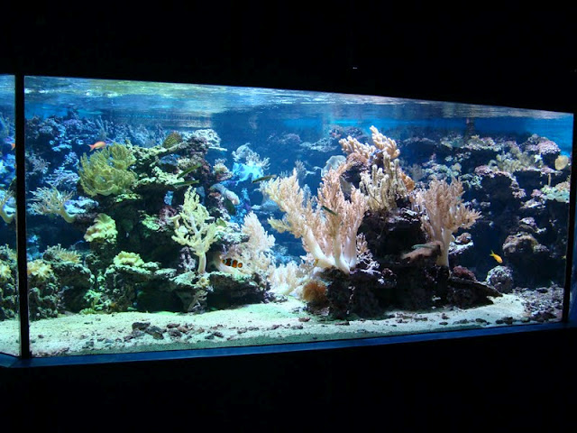 Sea aquarium