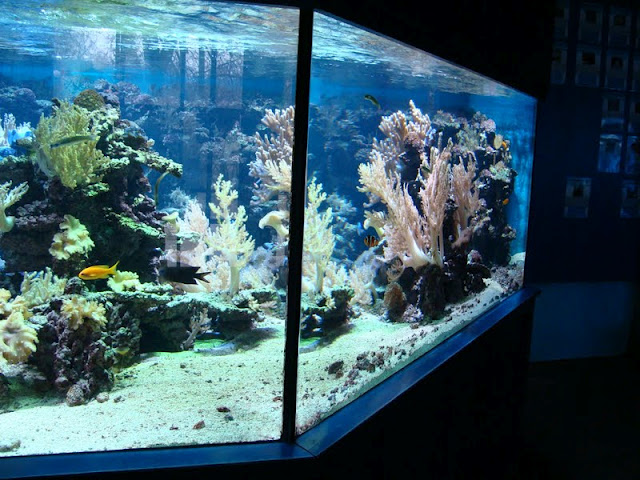 Sea aquarium