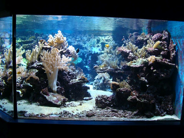 Sea aquarium
