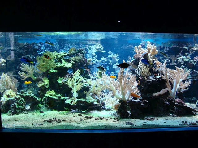 Sea aquarium