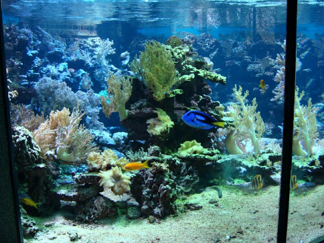 Sea aquarium