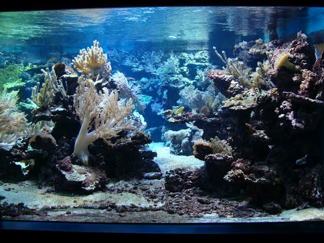 Sea aquarium