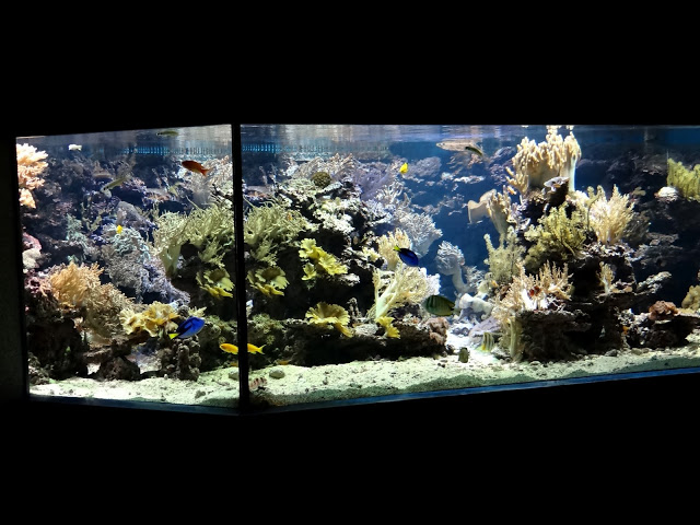 Sea aquarium