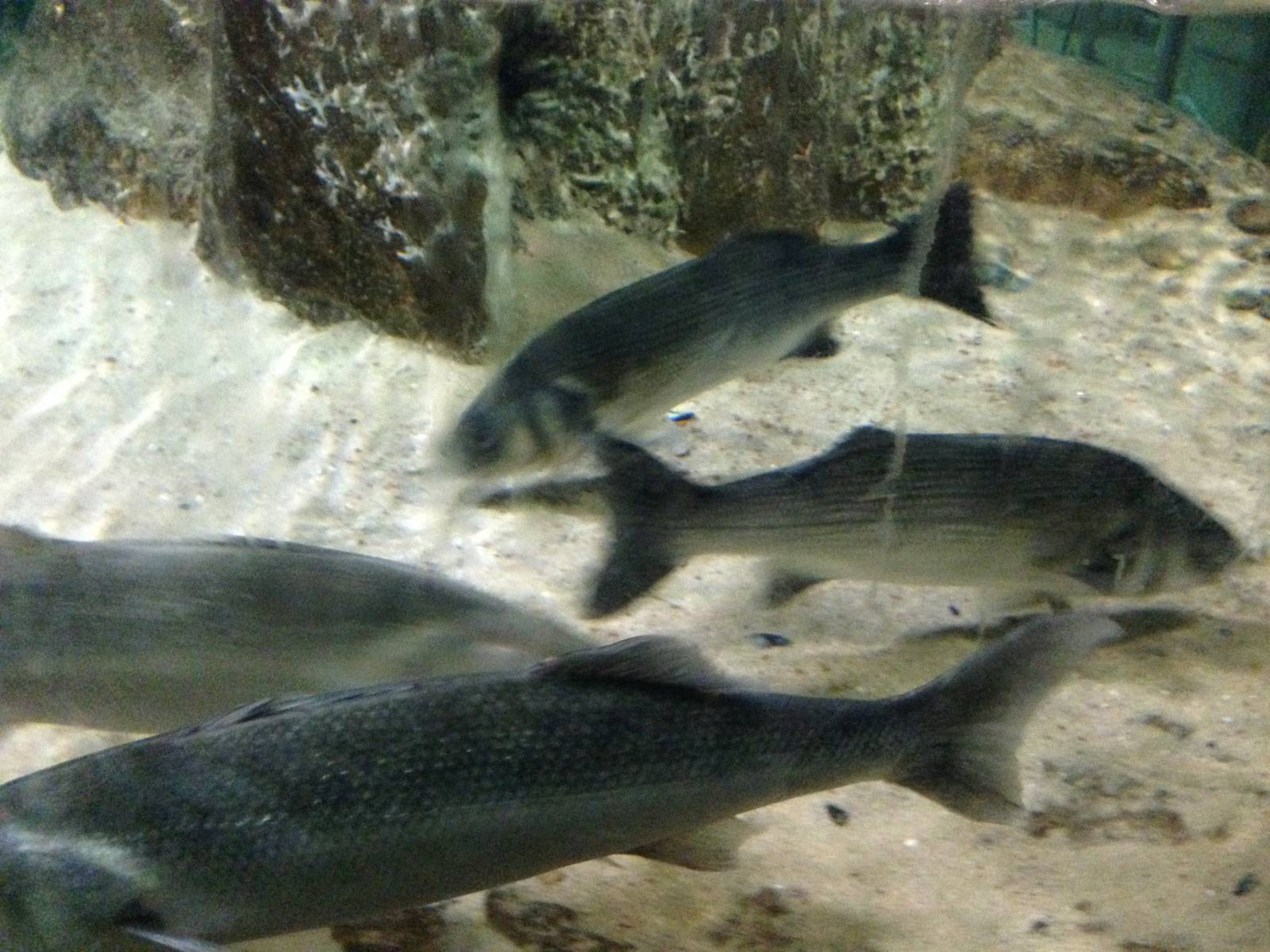 Sea Bass at Blue Planet Aquarium - 05/10/2013