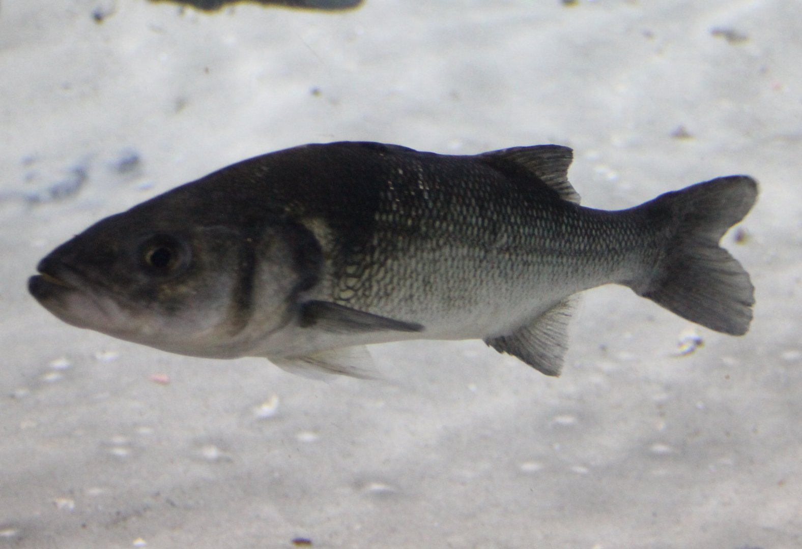 Sea bass - Dicentrarchus labrax