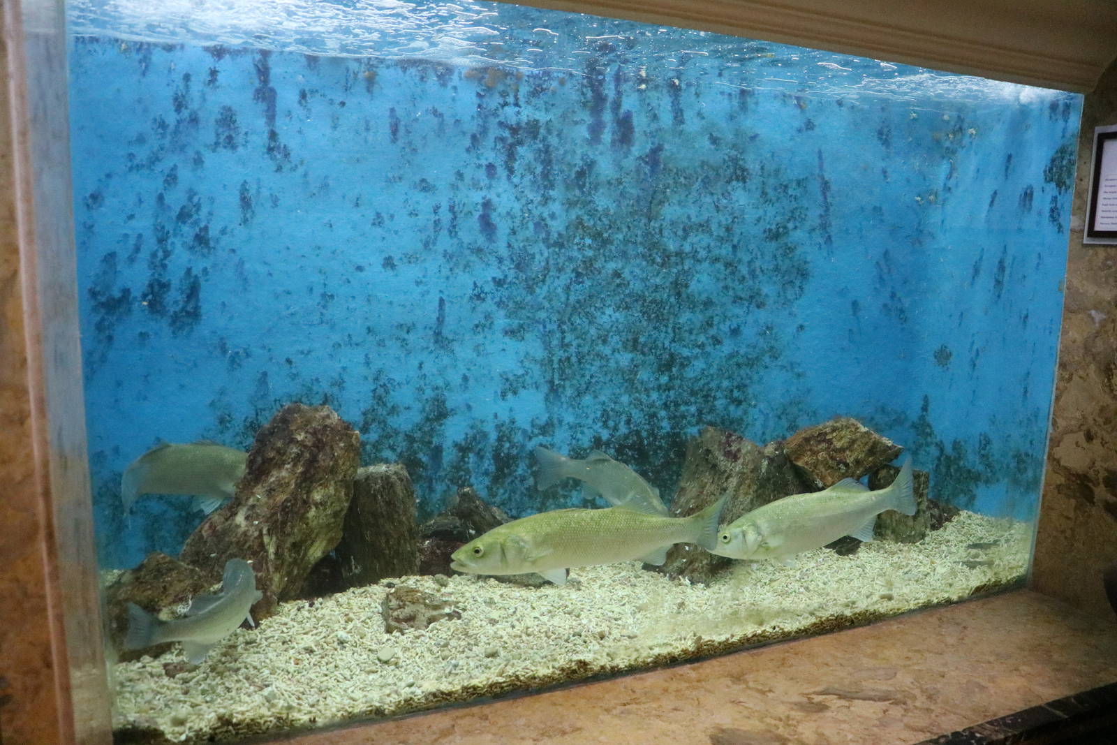 Sea bass tank, February 2016
