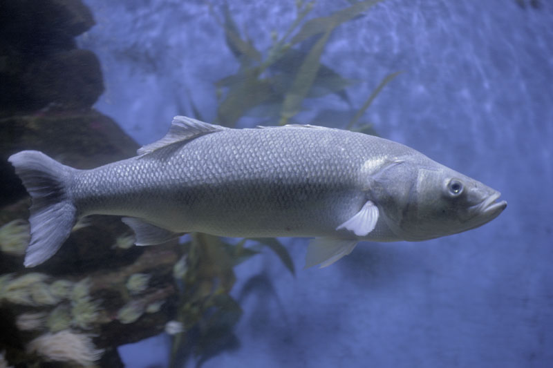 Sea bass