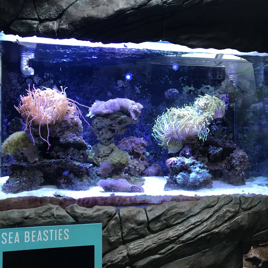 Sea beasties tank