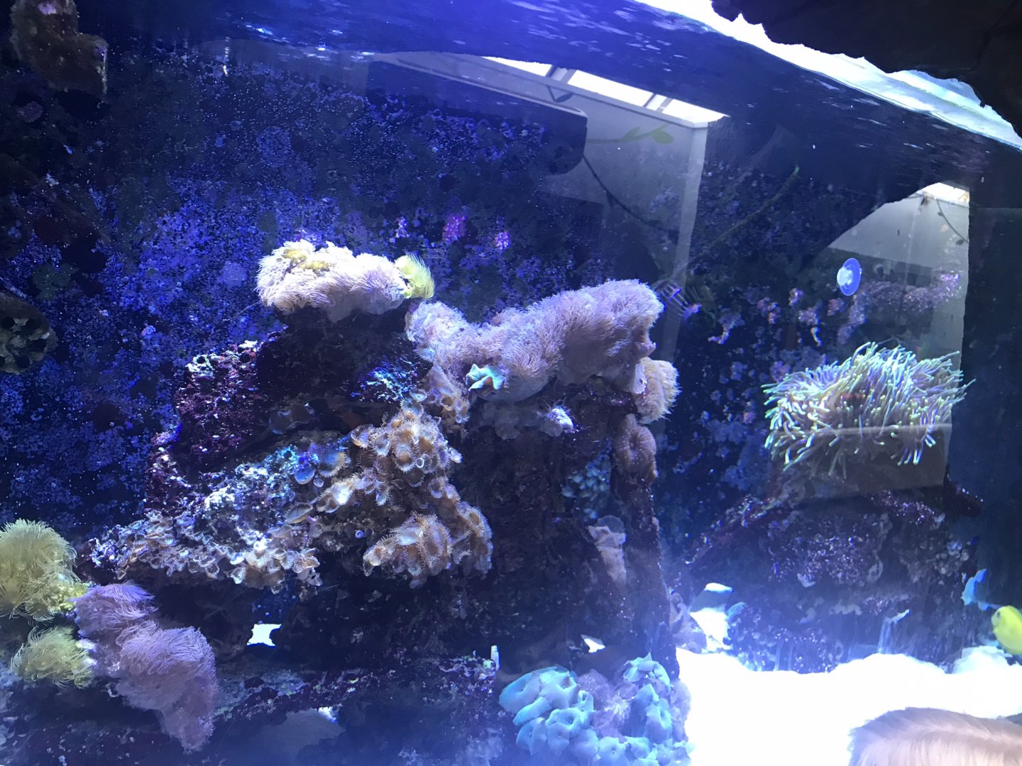 Sea beesties enclosure