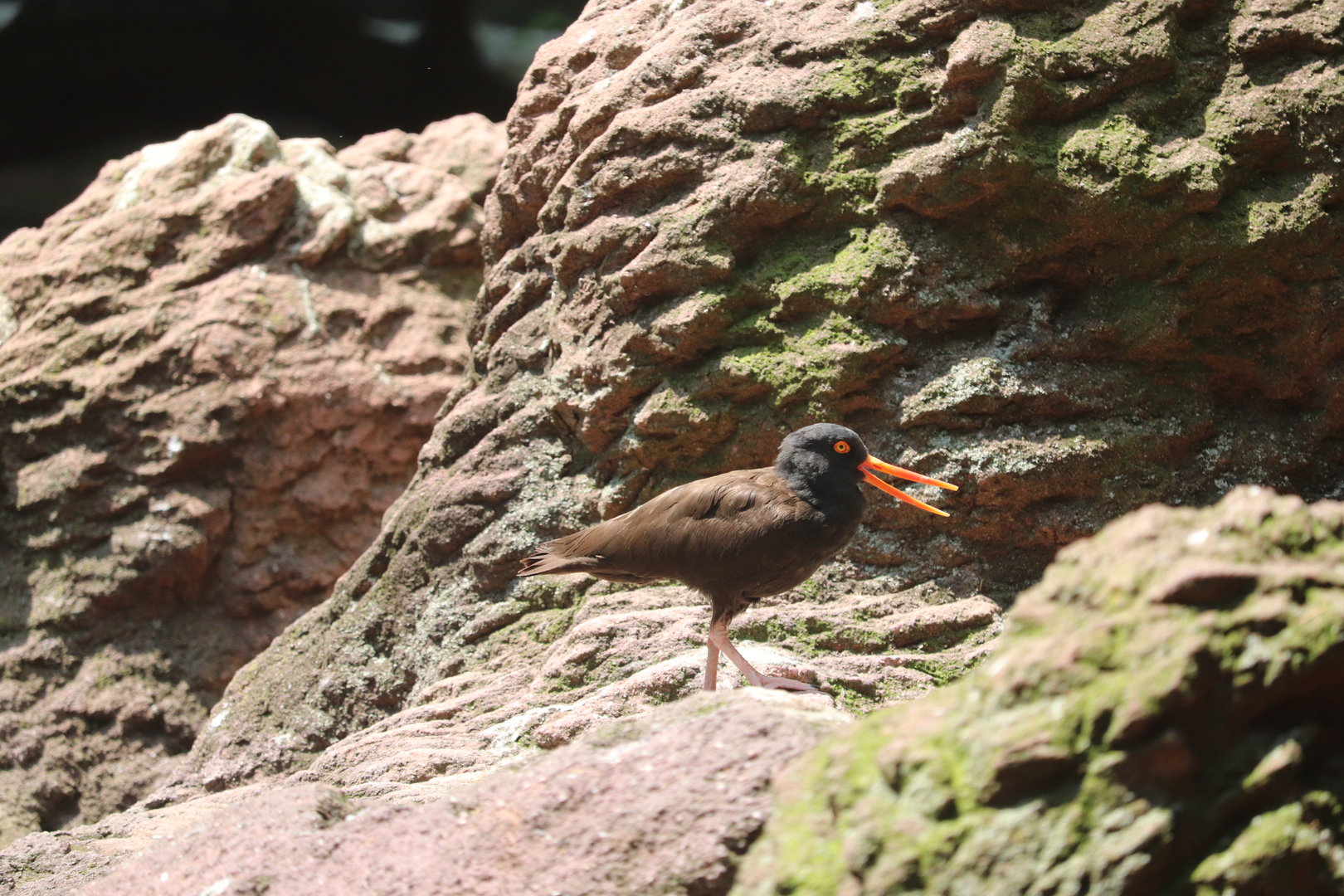 Sea Bird Aviary - Black Oystercatcher