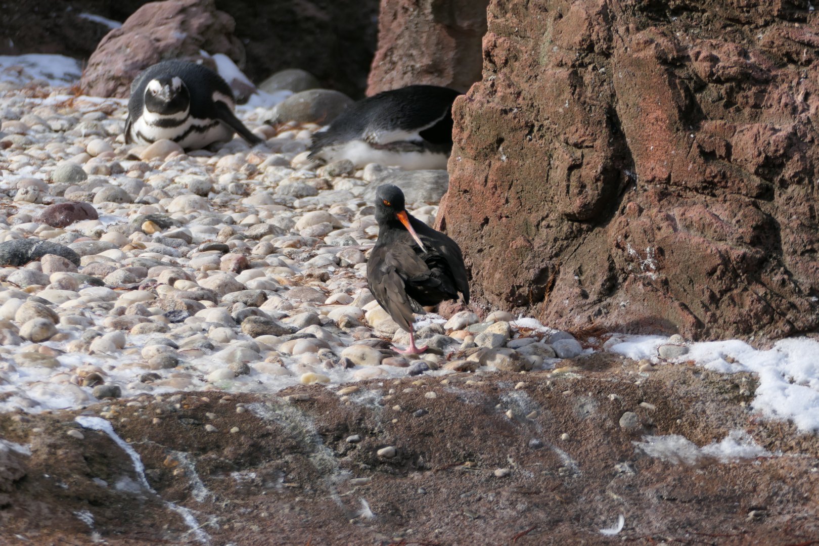 Sea Bird Aviary - Black Oystercatcher