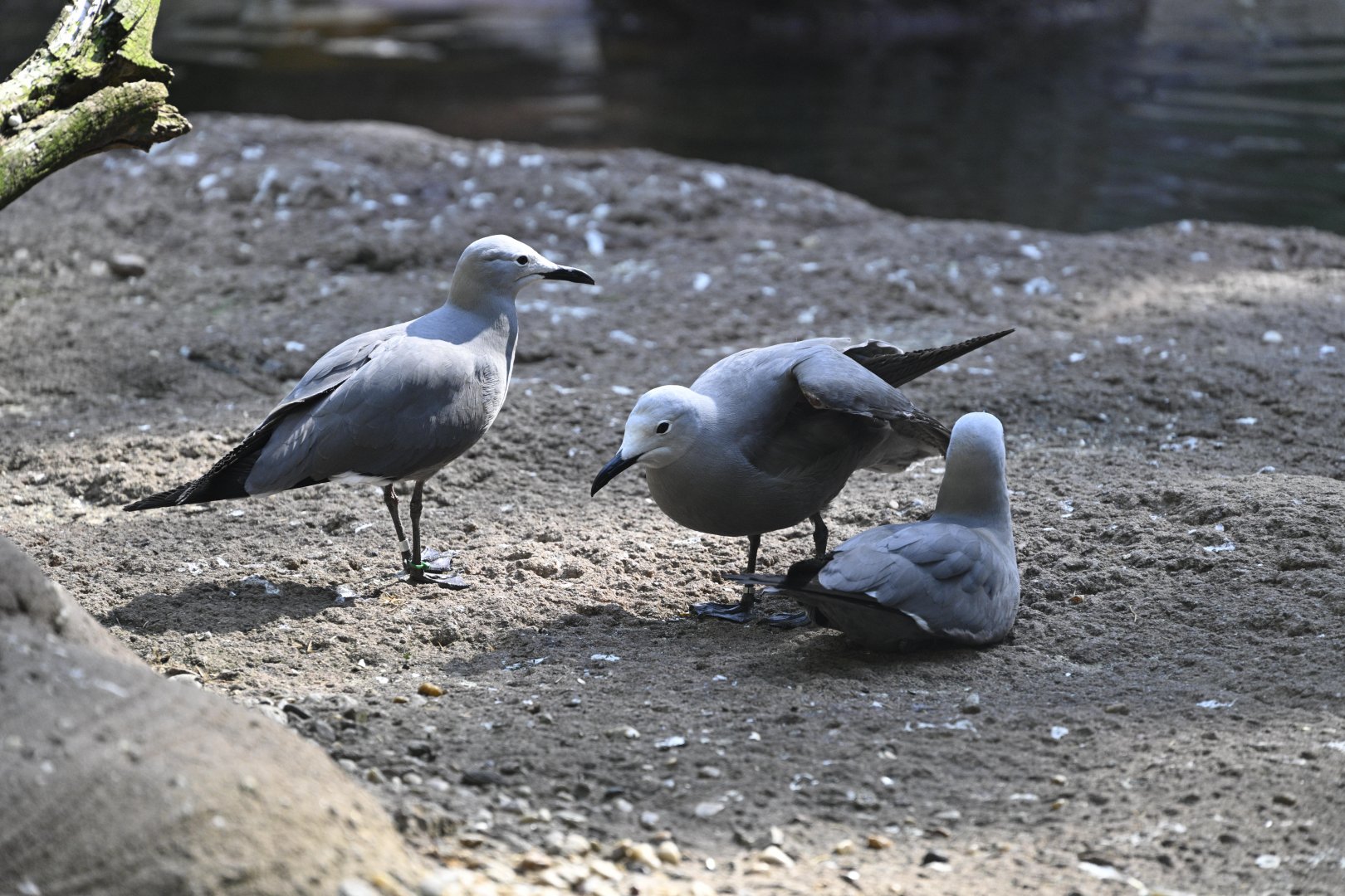 Sea Bird Aviary - Gray Gulls (Leucophaeus modestus)