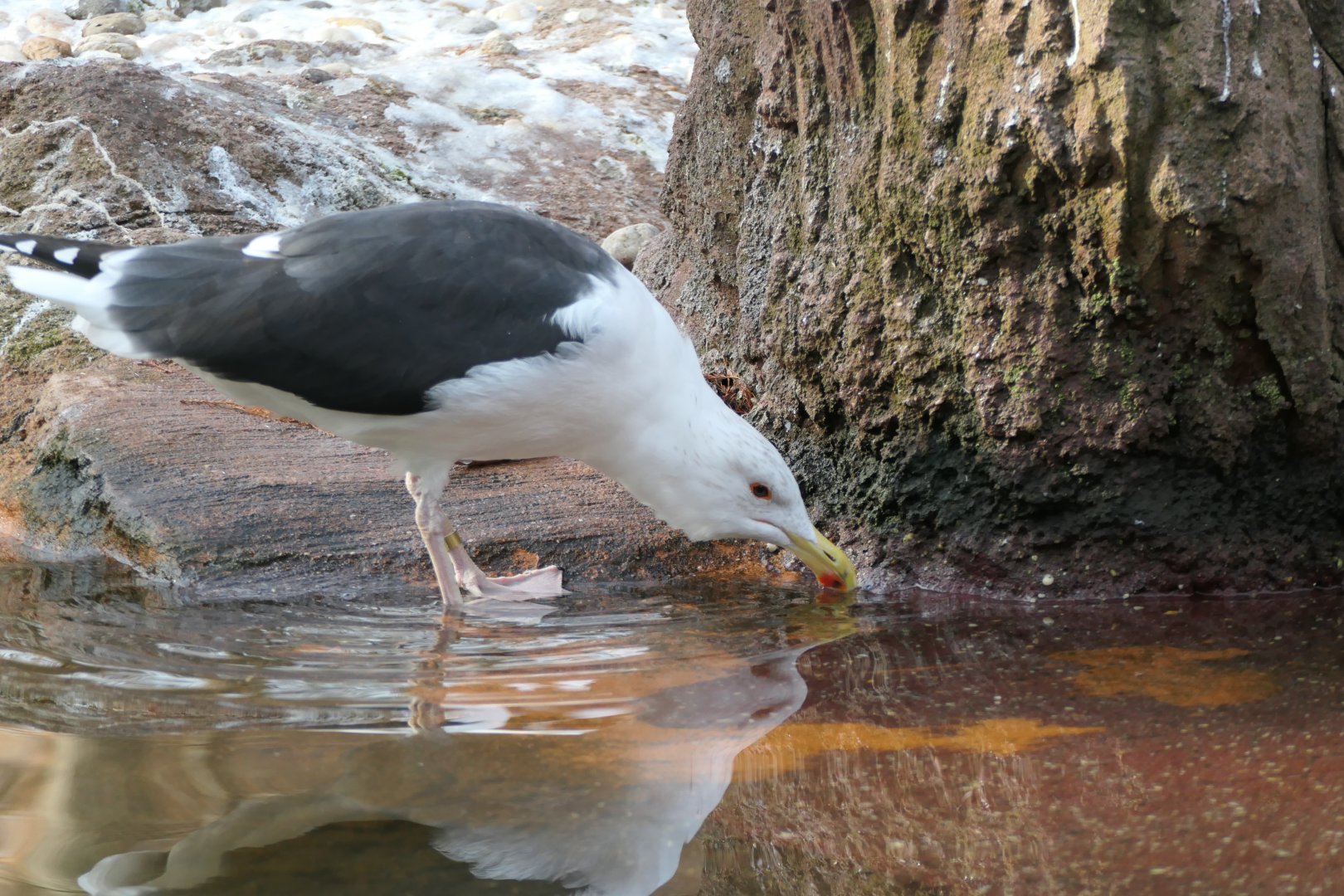 Sea Bird Aviary - Great Black-backed Gull
