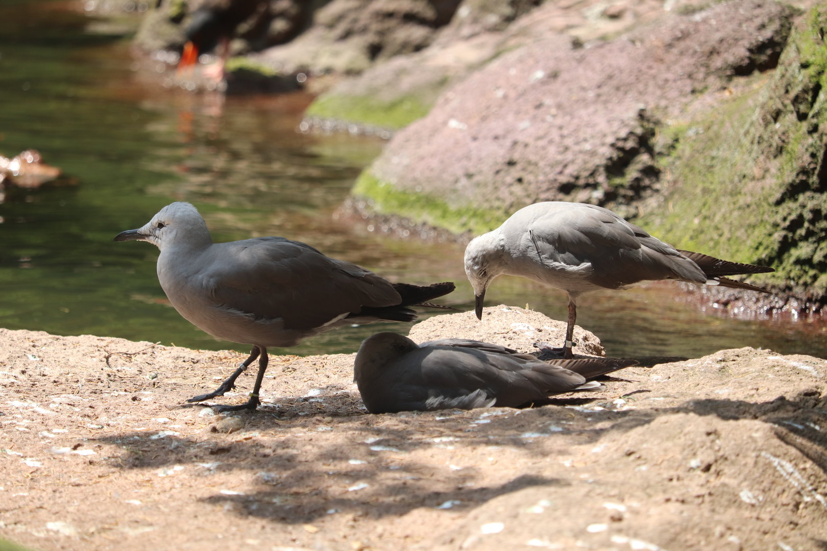 Sea Bird Aviary - Grey Gull