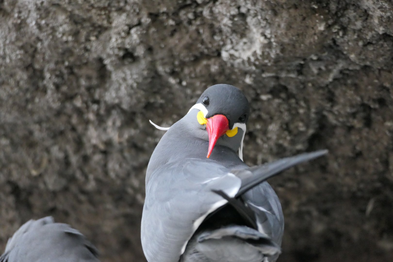 Sea Bird Aviary - Inca Tern