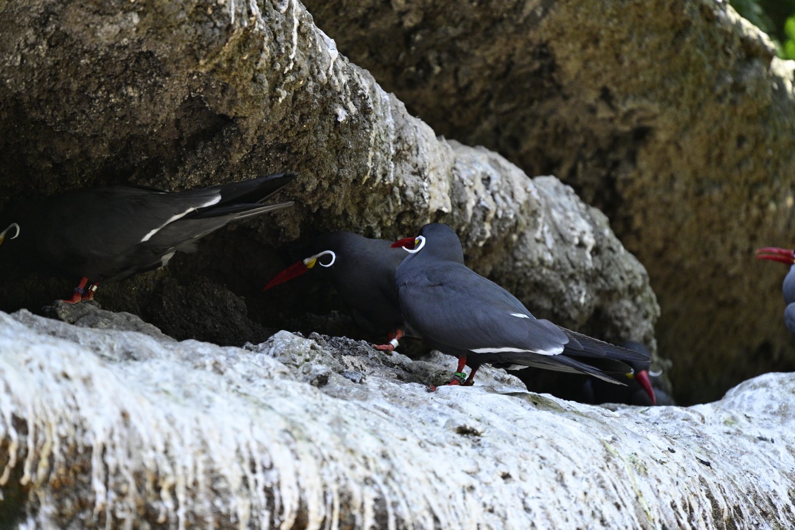 Sea Bird Aviary - Inca Terns (Larosterna inca)