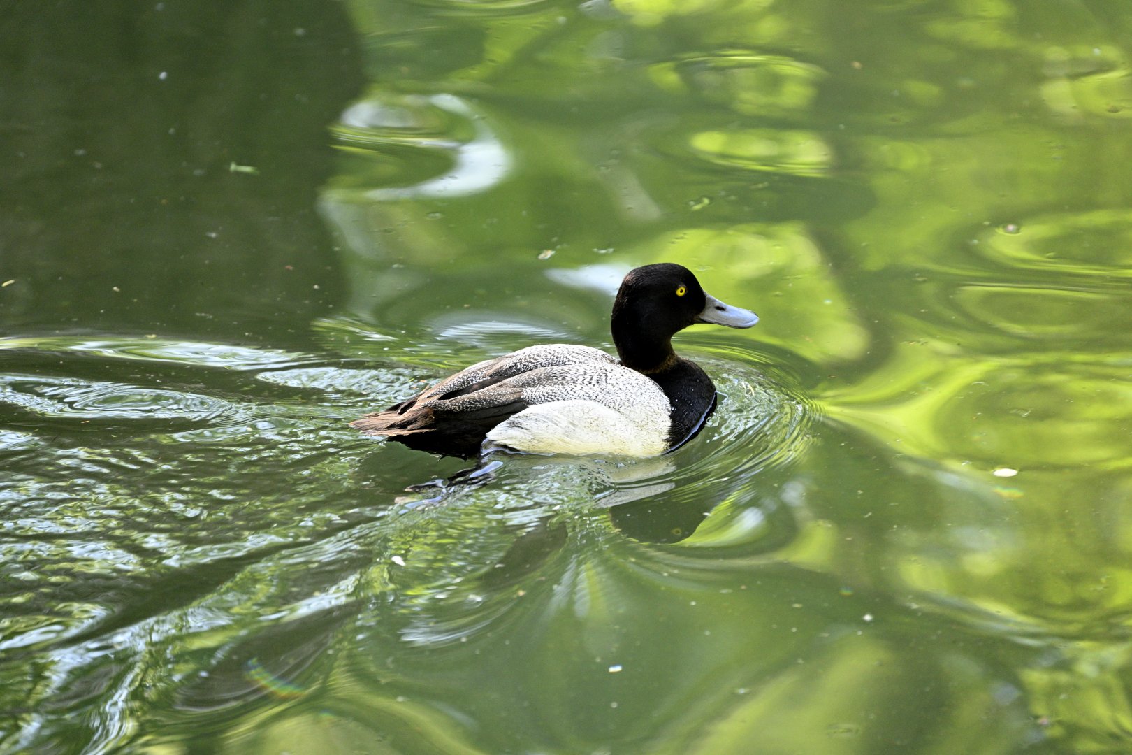 Sea Bird Aviary - Lesser Scaup (Aythya affinis)