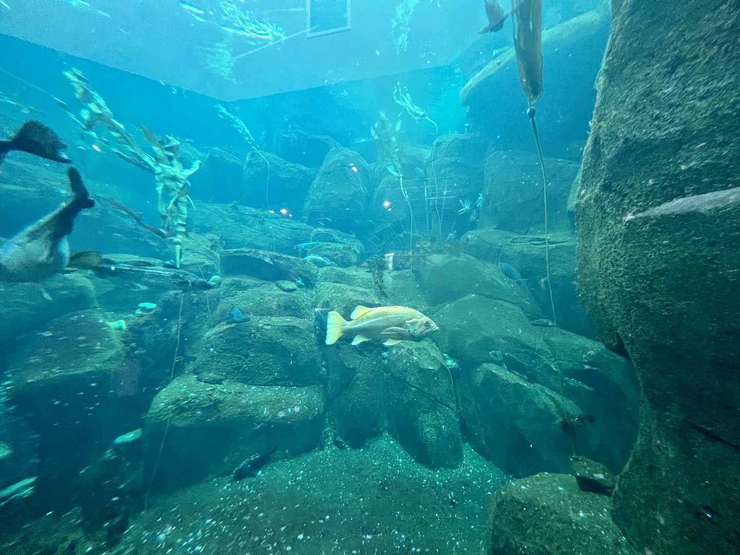 Sea Bird Aviary lower level