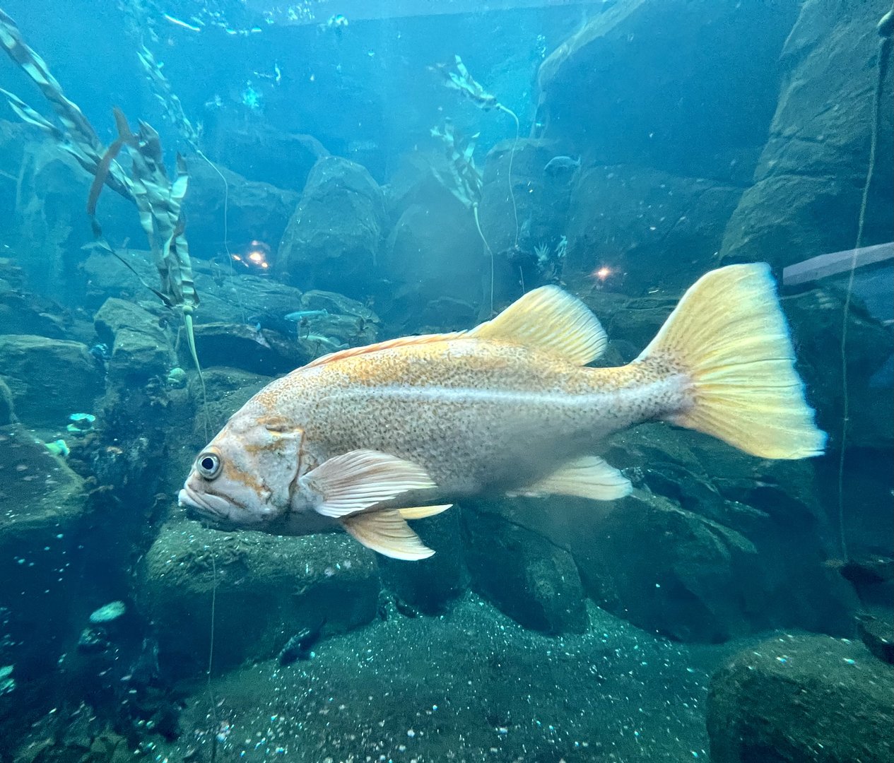 Sea Bird Aviary lower level