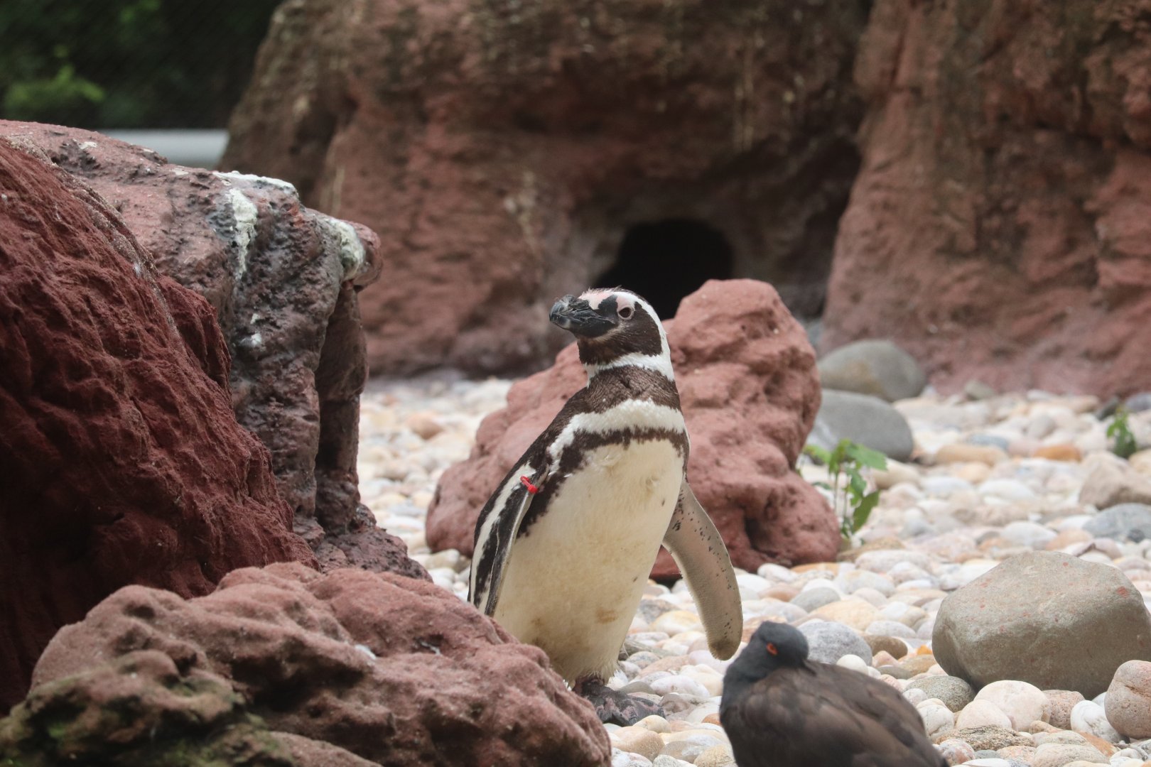 Sea Bird Aviary - Magellanic Penguin - Black Oystercatcher
