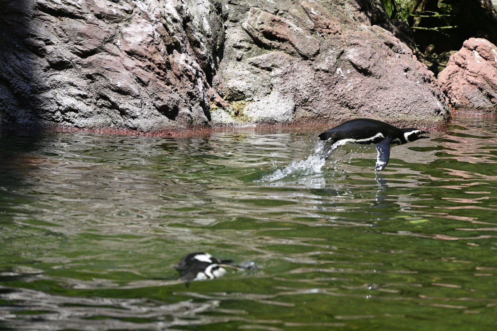 Sea Bird Aviary - Magellanic Penguins (Spheniscus magellanicus)