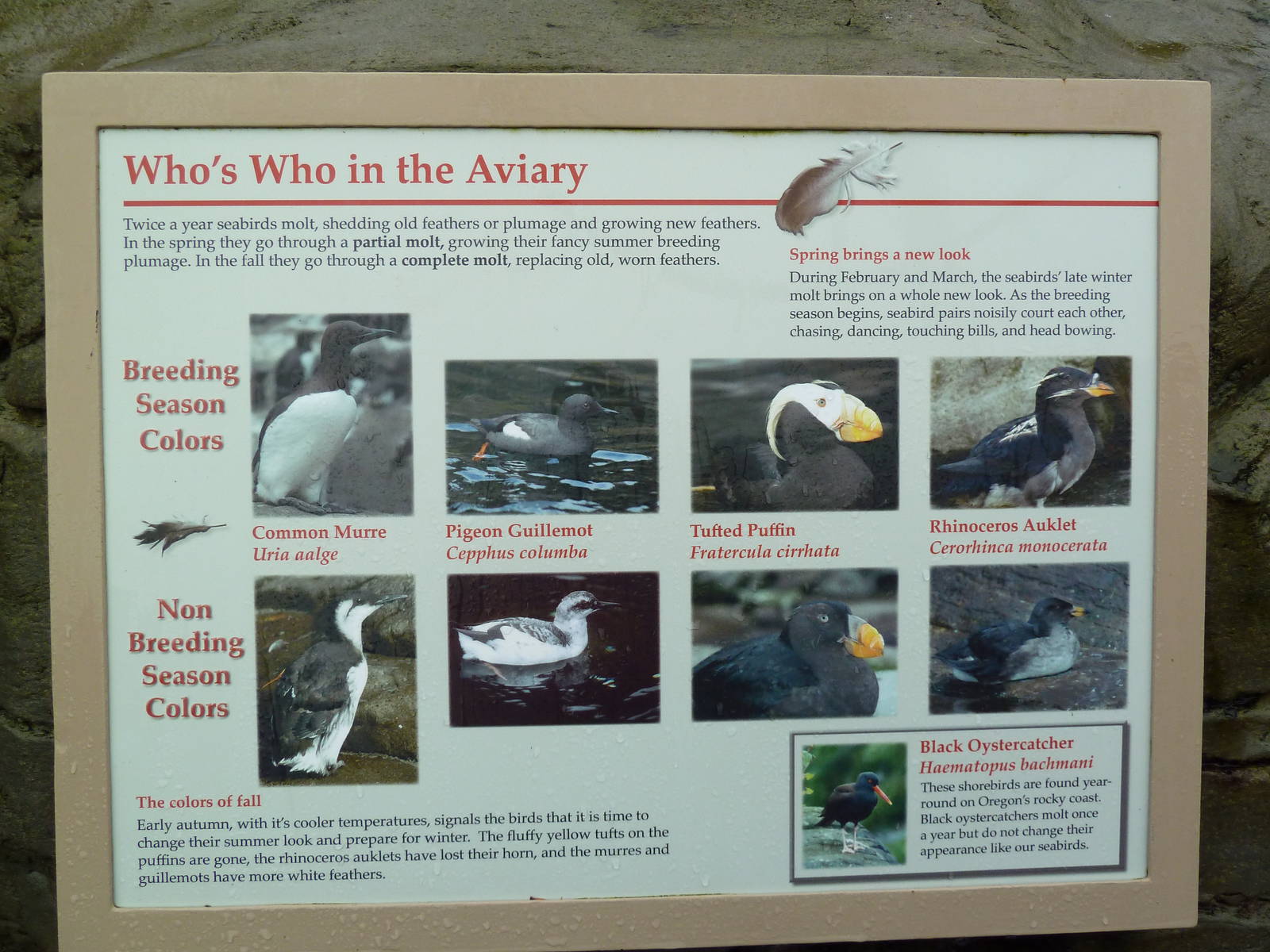 Sea Bird Aviary - Signage