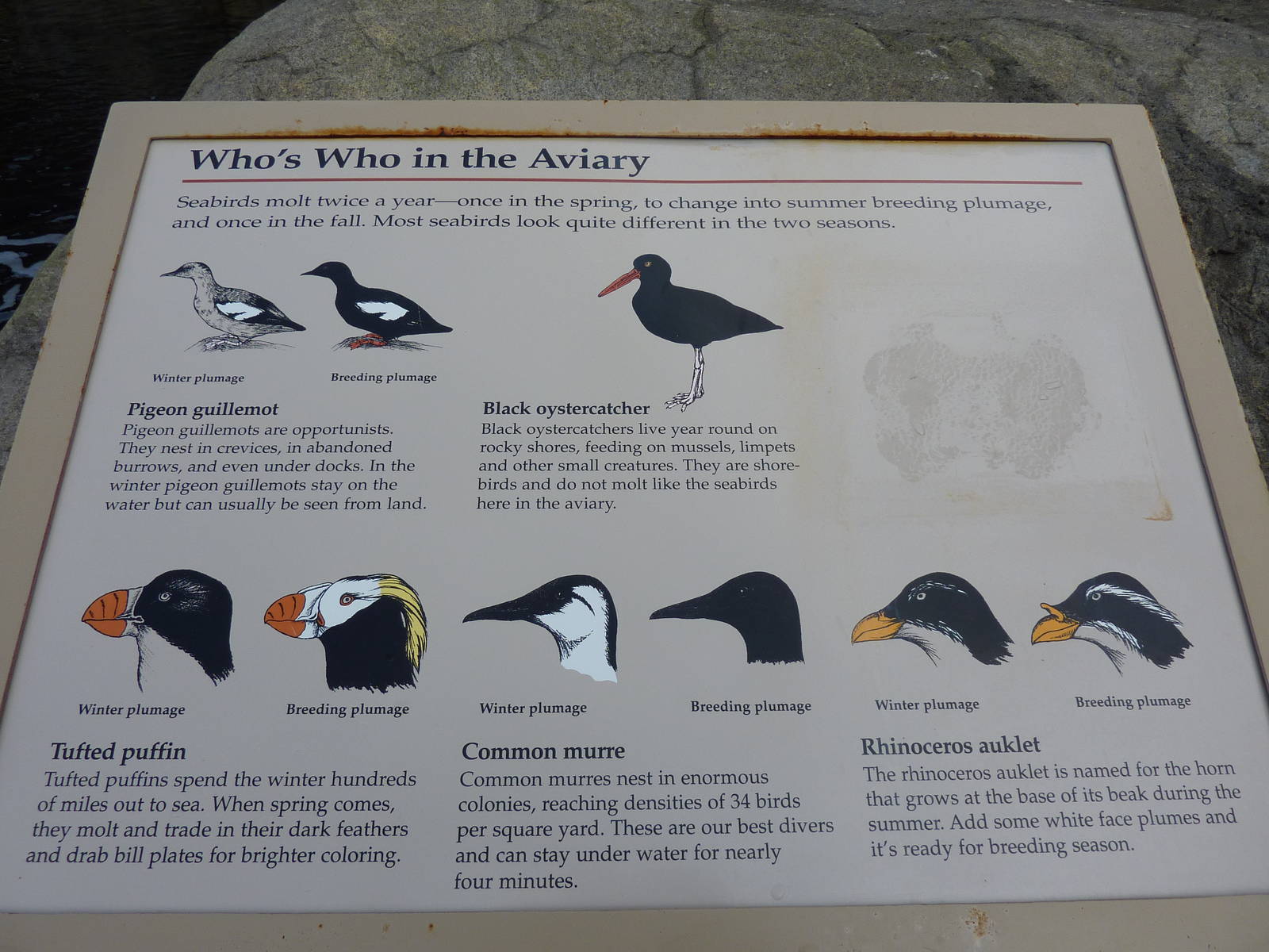 Sea Bird Aviary