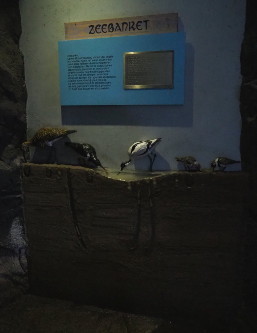 Sea bird banquet display (Nov 10th, 2018)