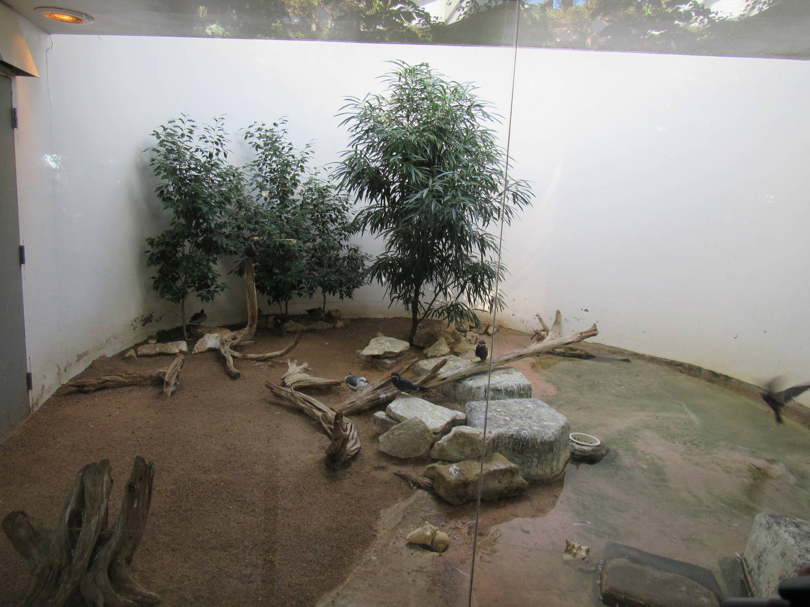 Sea Bird Exhibit (find the Guam Rail...)