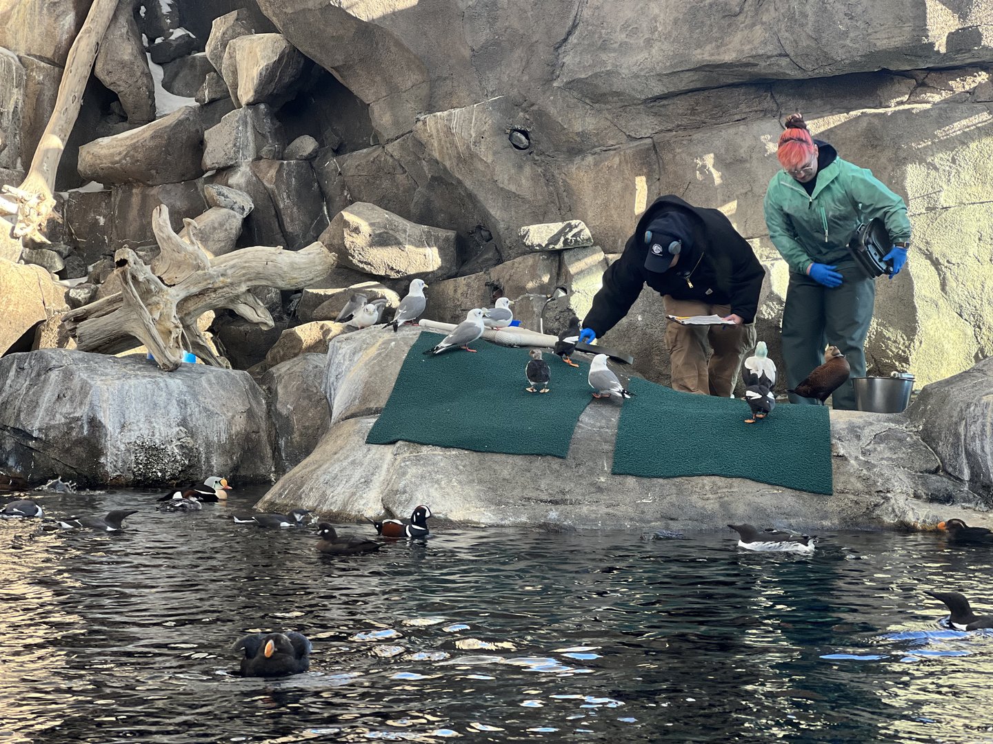 Sea Bird Interaction with Keepers