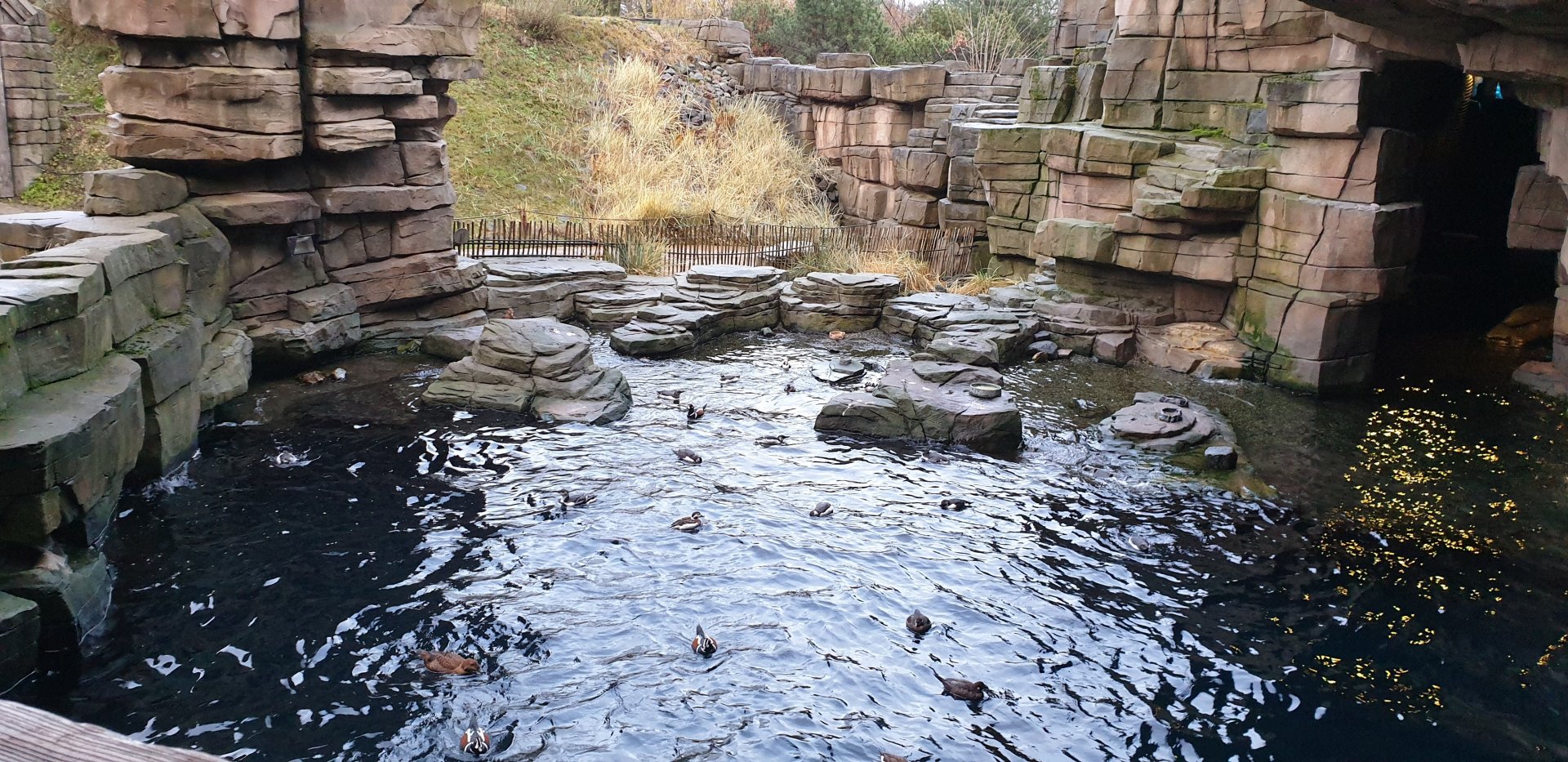 Sea-bird walk-through enclosure
