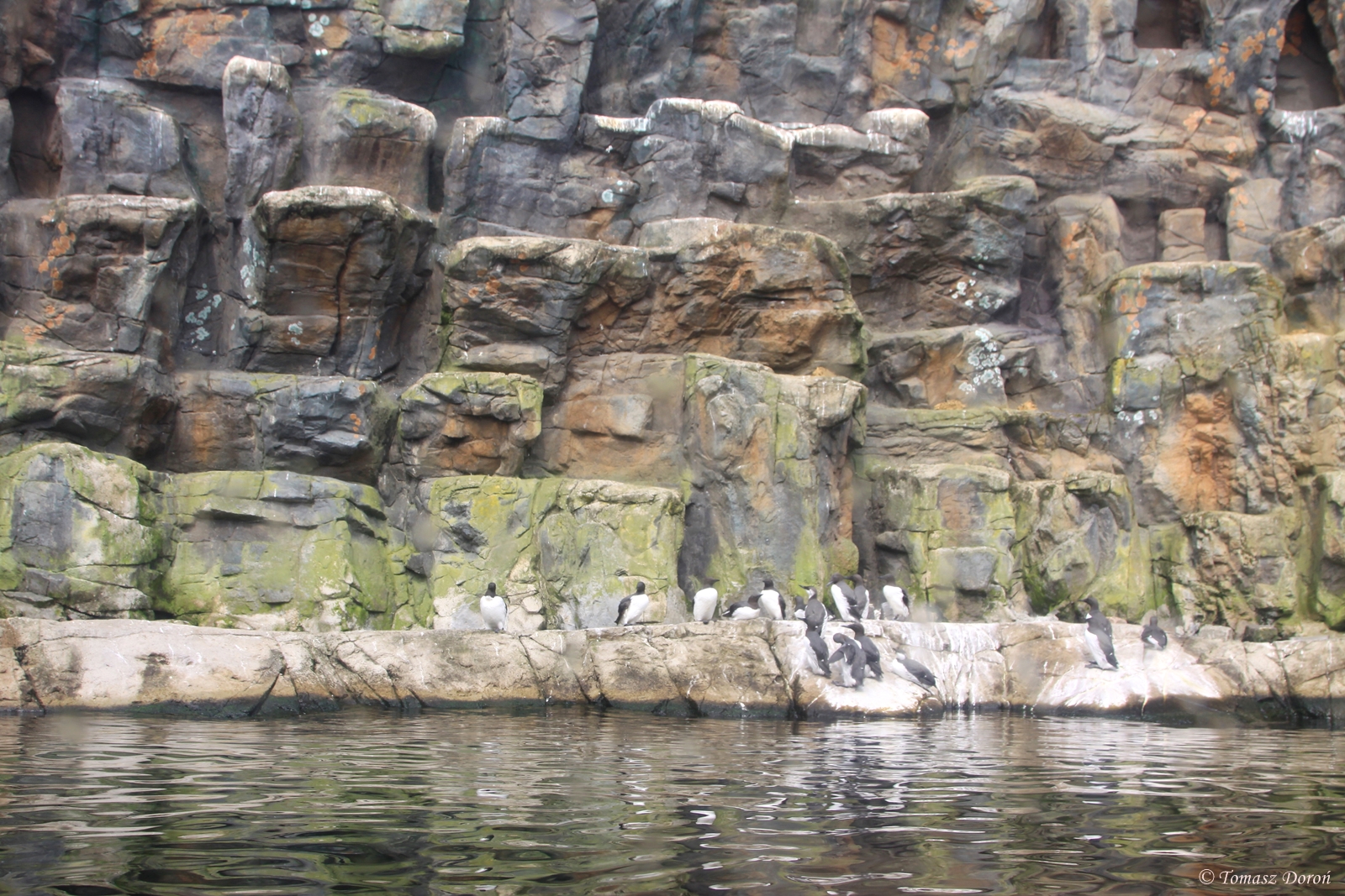 Sea birds enclosure