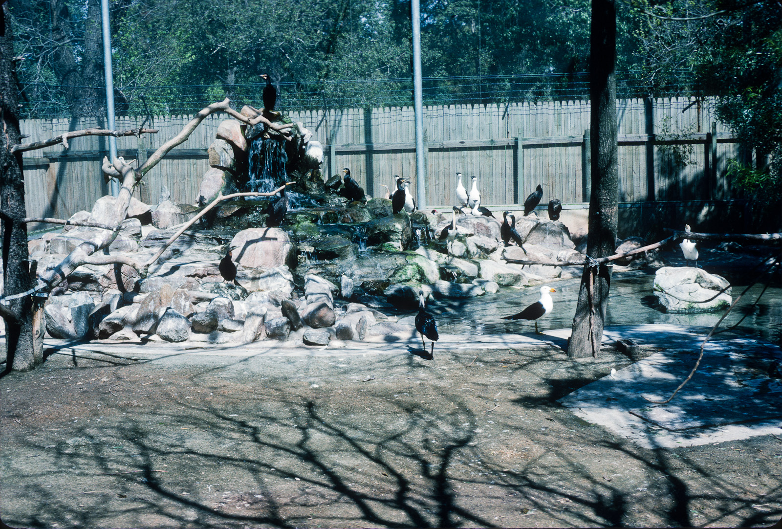 Sea birds - Nov 1975