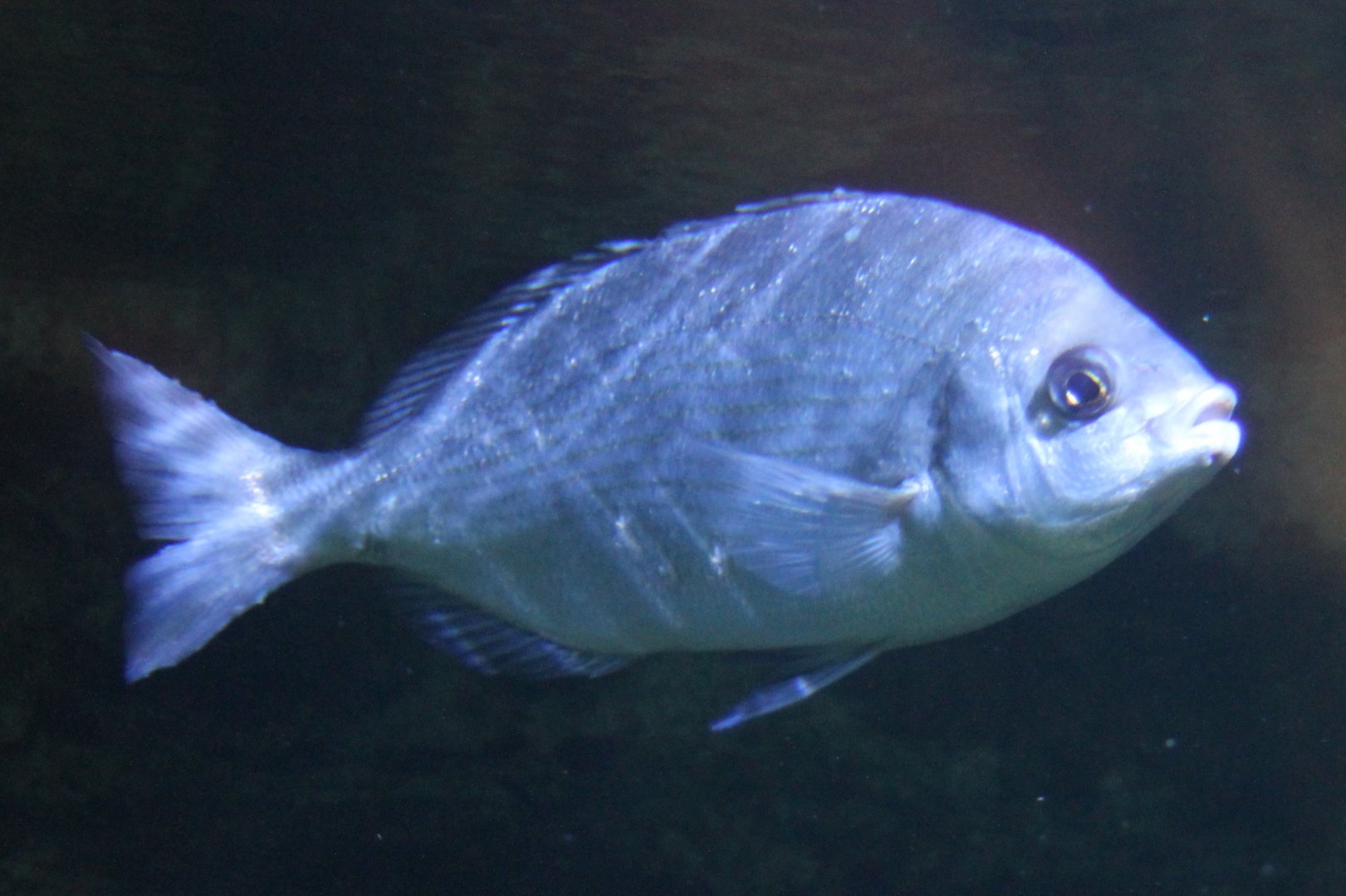 Sea bream-species