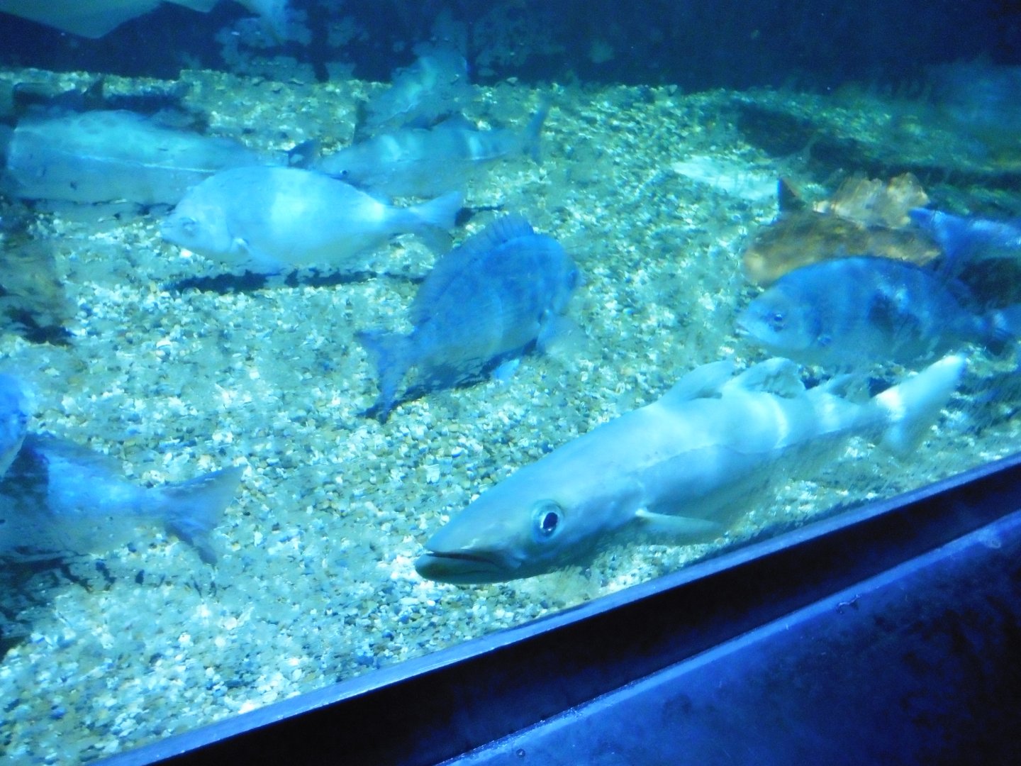 Sea Cavern - Native Shores