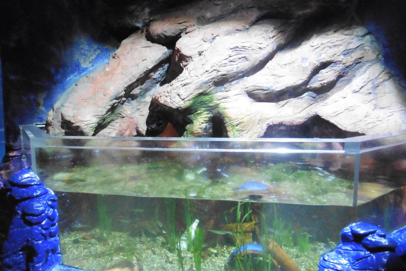Sea Cavern Shoreline Tank