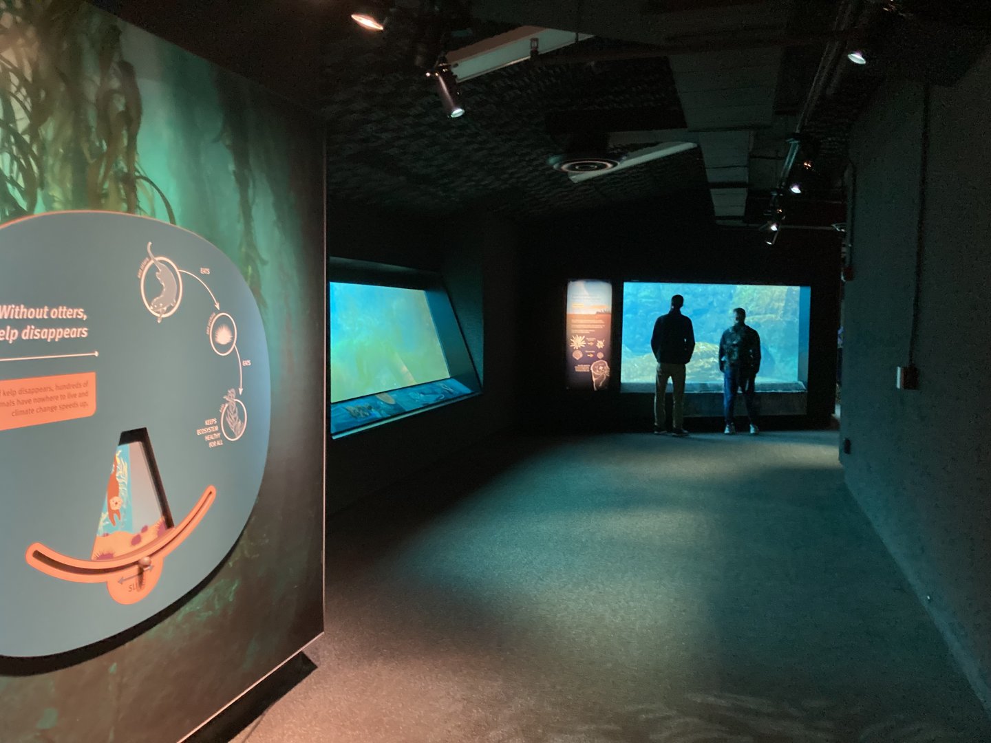 Sea Change (underwater viewing for pinnipeds, sea otters, and penguins)