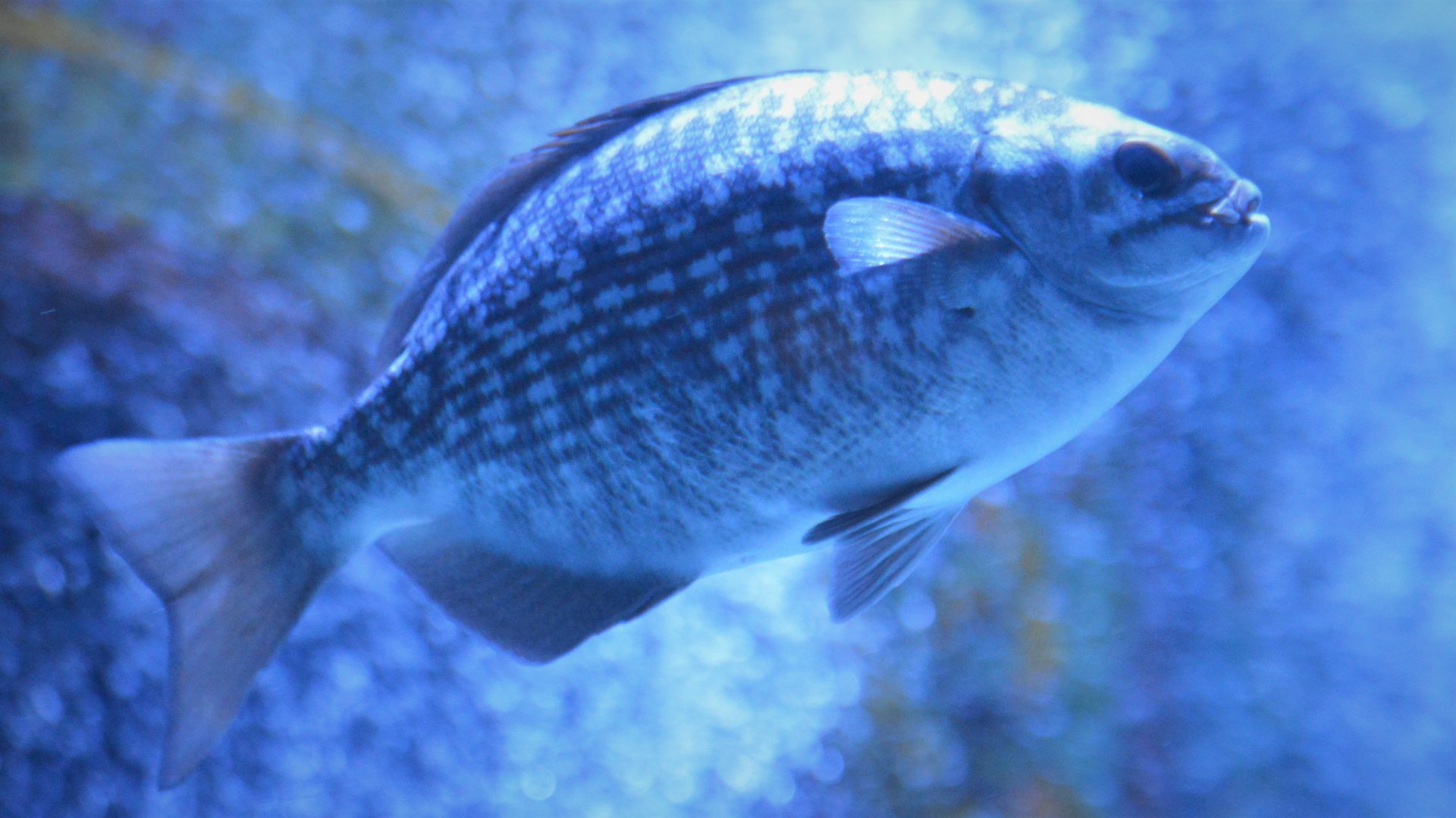 Sea Chub? Fish ID (SeaWorld Orlando)