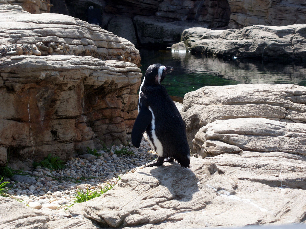 Sea Cliffs 2008 - African Black-footed Penguin