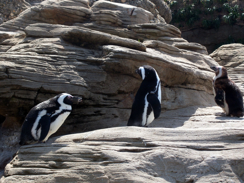 Sea Cliffs 2008 - African Black-footed Penguins