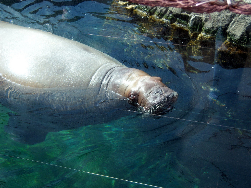 Sea Cliffs 2008 - Pacific Walrus "Kulusiq"